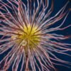 Abstract Floral Composition