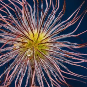 Abstract Floral Composition