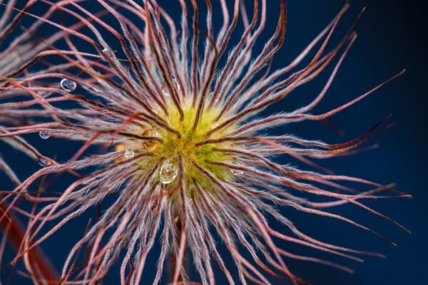 Abstract Floral Composition