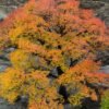 Autumn in Hushe Valley