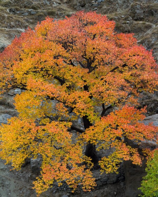 Autumn in Hushe Valley