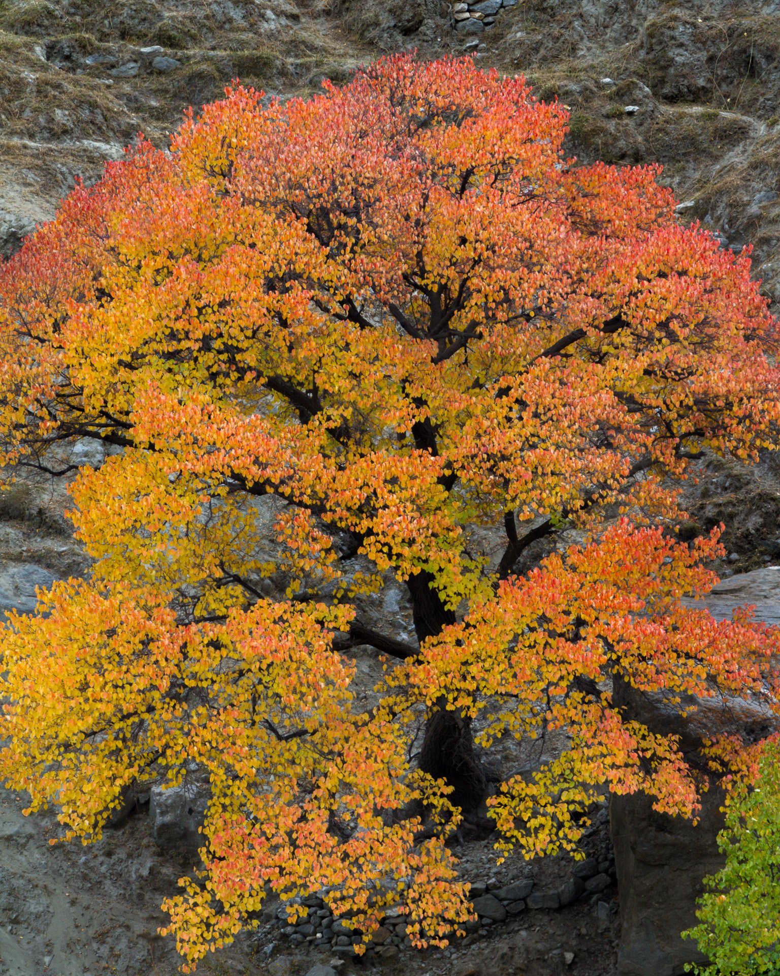 autumn-in-hushe-valley