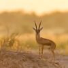 Chinkara