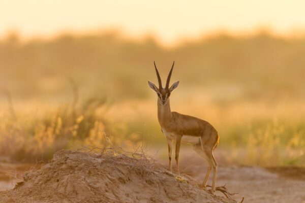 Chinkara