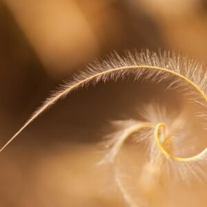 Golden Ratio