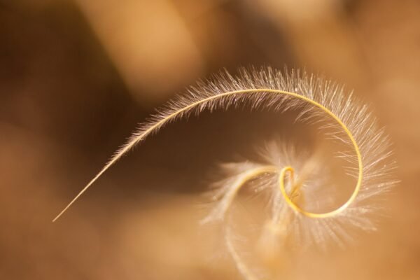 Golden Ratio