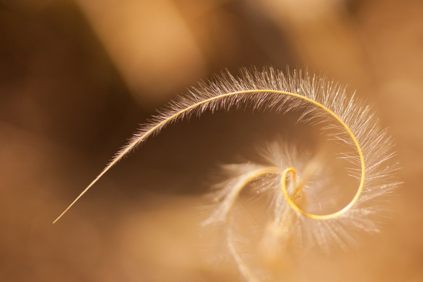 golden-ratio
