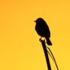 Pied Bushchat Welcoming The Sunrise