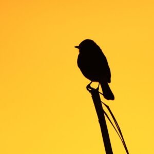 Pied Bushchat Welcoming The Sunrise