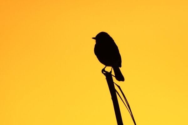 Pied Bushchat Welcoming The Sunrise